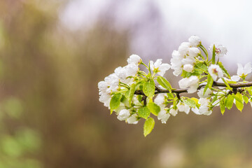 White blossoming apple trees with rain drops
