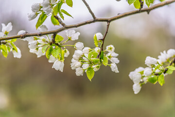 White blossoming apple trees with rain drops
