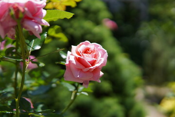 花とポートレート