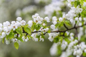 White blossoming apple trees with rain drops