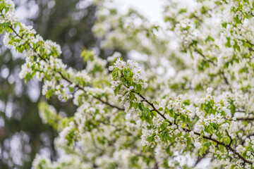 White blossoming apple trees with rain drops