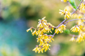 Forsythia with rain drops. Blooming forsythia bush. Yellow flower on a branch of forsythia.