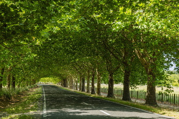 ニュージーランド　ホークス・ベイ地方にあるテ・マタ・ピーク近くのワイマラマ・ロードの並木道