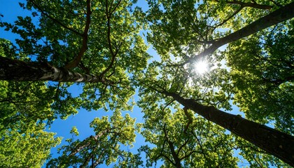 Obraz premium Lush green canopy