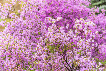 Obraz premium Pink flowers of Siberian rhododendron copy space. Rhododendron dauricum. Spring flowering of Altai rhododendron.