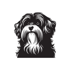 Havanese Dog Vector - Illistration of Havanese dog Silhouette - Havanese dog silhouette.