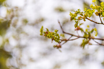 Fototapeta premium Blooming Norway Maple, Acer platanoides, in beautiful light