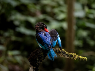 A Javan kingfisher is perching on a branch while cleaning its wing feathers after diving to catch...