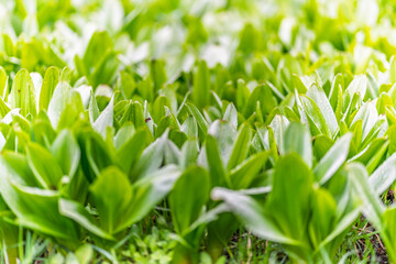 Green leaves with water drops after rain