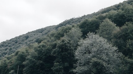 Dense forest covering the hillside slope