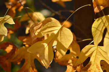 golden autumn leaves of tulip poplar tree