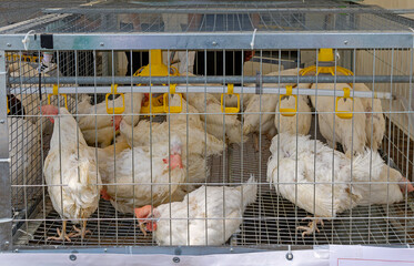 White domestic chicken birds inside metal cage in countryside farm © Tatty