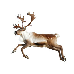 A reindeer leaps against black backdrop