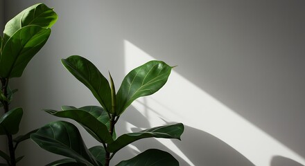 Fiddle leaf fig plant in a pot with sunlight and shadow on the wall
