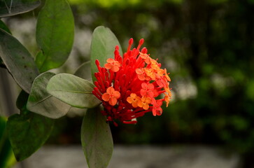Tropical milkweed flower and its orange colors and its orange colors. Green leaf with dust