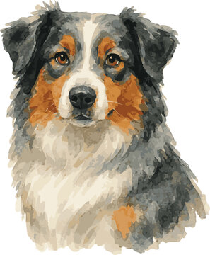 Vector watercolor adorable illustration of an australian sheperd dog portrait