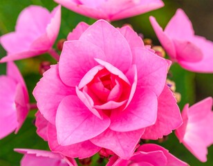 Close-up of vibrant pink hydrangea blossoms (1)