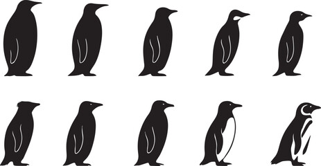 Fototapeta premium different species of Penguins