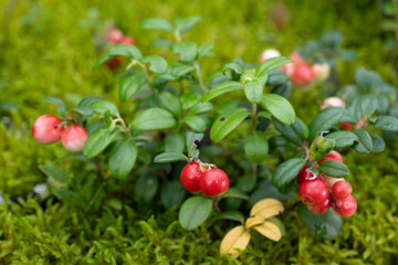 Red ripe lingonberry (cowberry) with leaves in the forest. Nature background.