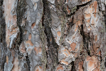 Pine tree bark texture background. Close up view.