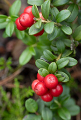 Red ripe lingonberry (cowberry) with leaves in the forest. Nature background.