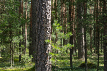Fototapeta premium Woodland, Pine tree trunks in forest.