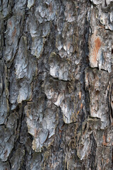 Pine tree bark texture background. Close up view.