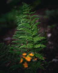 Vibrant green fern leaf in forest.