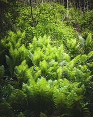 Lush Green Ferns in Sunlit Forest