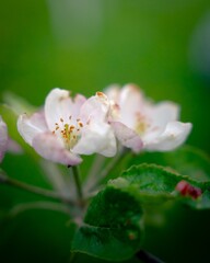 Apple Blossoms in Spring