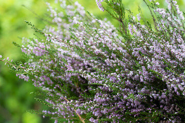 Close up of pink heather in a summer forest