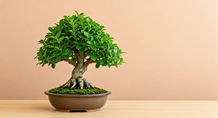 Green Bonsai Tree in Brown Pot on Light Wooden Table