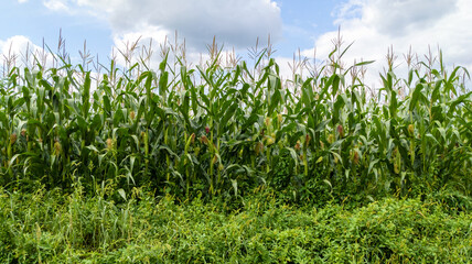 Cornfield Plantation with Cloudy Blue Sky Background