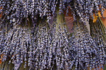 Bunches of fragrant dried lavender flowers in Provence © eqroy