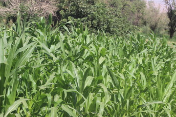 green corn field