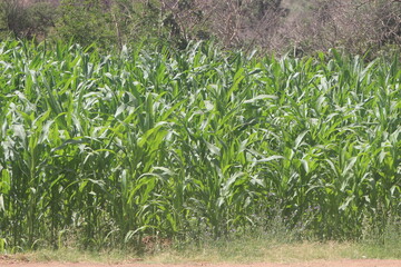 green corn field
