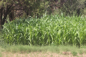 green corn field