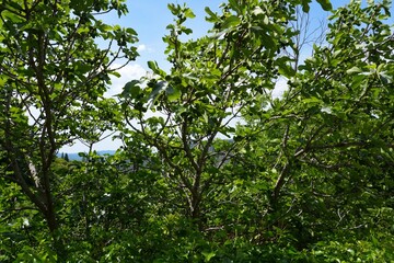 Fresh figs growing on a fig tree