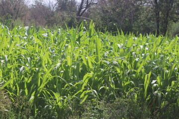green corn field