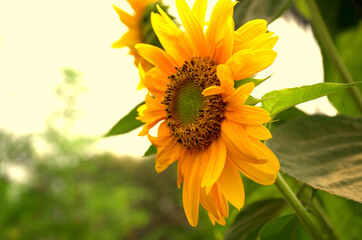 Close-up of sun flower against green leaf. organic agriculture in countryside plantation, flora blossom yellow petal and green leaf flower in nature is beauty. 