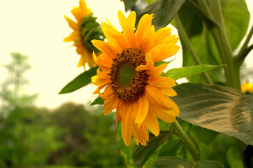 Close-up of sun flower against green leaf. organic agriculture in countryside plantation, flora blossom yellow petal and green leaf flower in nature is beauty. 