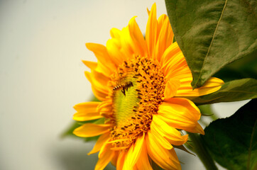 Close-up of sun flower against green leaf. organic agriculture in countryside plantation, flora blossom yellow petal and green leaf flower in nature is beauty. 