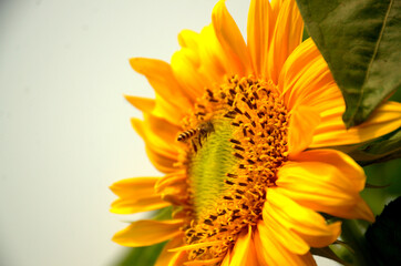 Close-up of sun flower against green leaf. organic agriculture in countryside plantation, flora blossom yellow petal and green leaf flower in nature is beauty. 