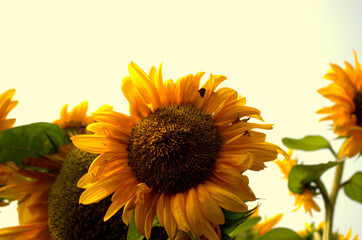 Close-up of sun flower against green leaf. organic agriculture in countryside plantation, flora blossom yellow petal and green leaf flower in nature is beauty. 
