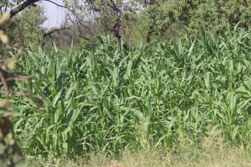 green corn field