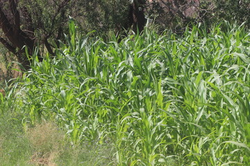 green corn field