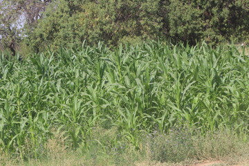 green corn field
