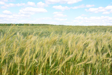 Golden Wheat Field Under a Blue Sky with Clouds