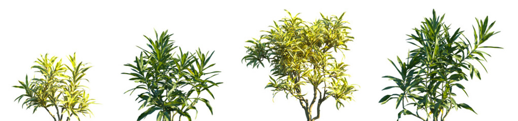 Set of 2 Dracaena Reflexa Variegata and 2 Dracaena reflexa frontal isolated png on a transparent background perfectly cutout