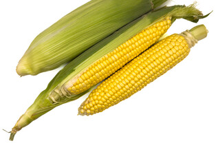 A yellow corn stalk with a green stem white background, copy space, flay lay, top view. The stalk is about to be harvested